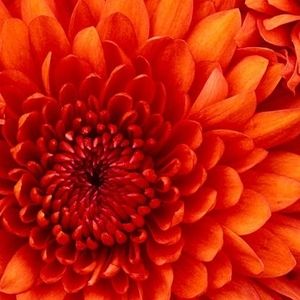 Meet your Posher, Marilyn